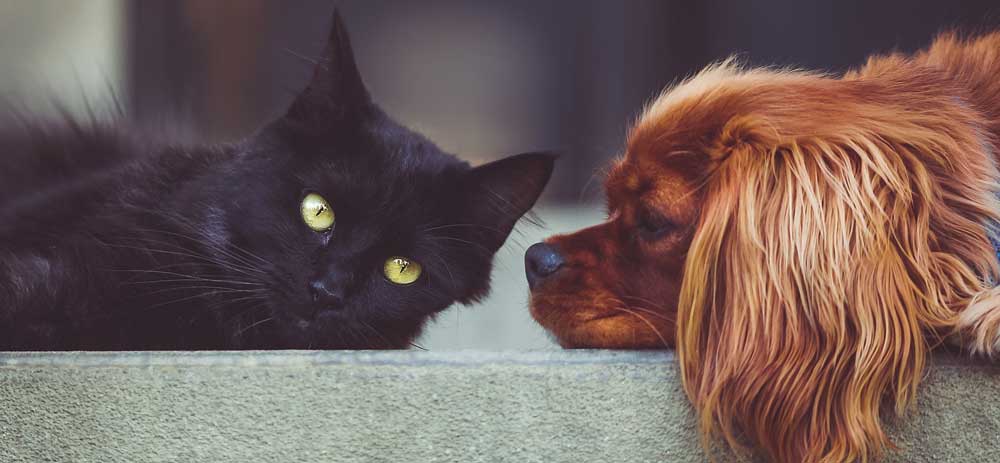 Reiseversicherung für Hunde und Katzen